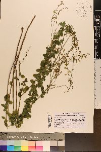 Desmodium marilandicum image