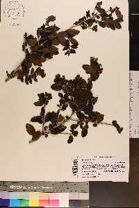 Ilex vomitoria image