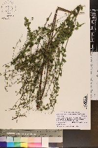 Desmodium marilandicum image