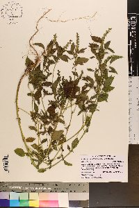 Acalypha ostryifolia image