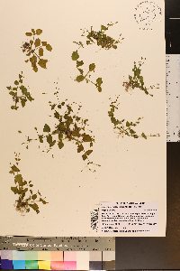 Lindernia crustacea image