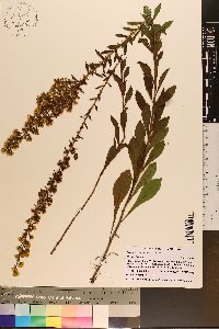 Solidago pulverulenta image