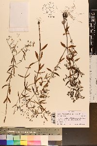 Houstonia longifolia image
