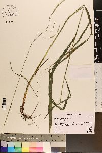 Bromus pubescens image