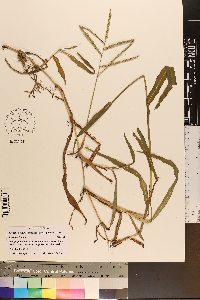 Paspalum pubiflorum image