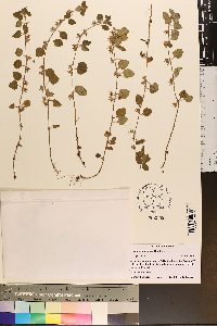 Lysimachia japonica image