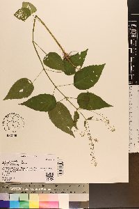 Circaea canadensis image