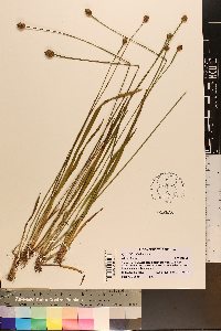 Xyris difformis image