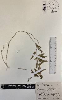 Passiflora suberosa image