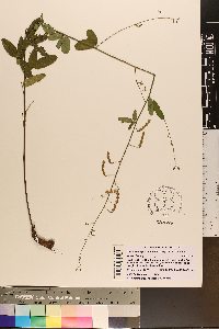 Desmodium glabellum image