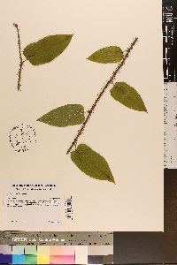 Smilax tamnoides image