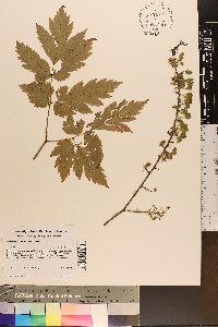 Actaea podocarpa image