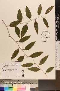 Smilax smallii image