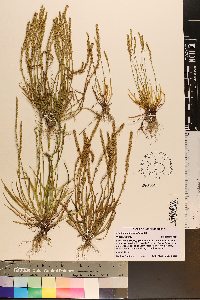 Plantago heterophylla image