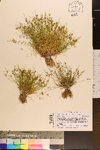 Isolepis carinata image