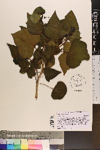 Hedera helix image