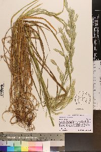 Bromus catharticus image