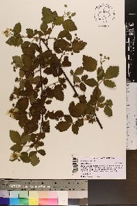 Rubus argutus image