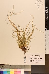 Carex umbellata image