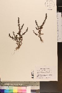 Veronica peregrina var. peregrina image