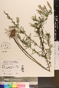 Symphyotrichum racemosum image