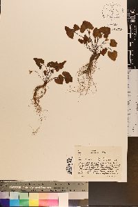 Viola esculenta image