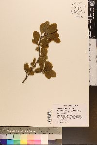 Sideroxylon lycioides image