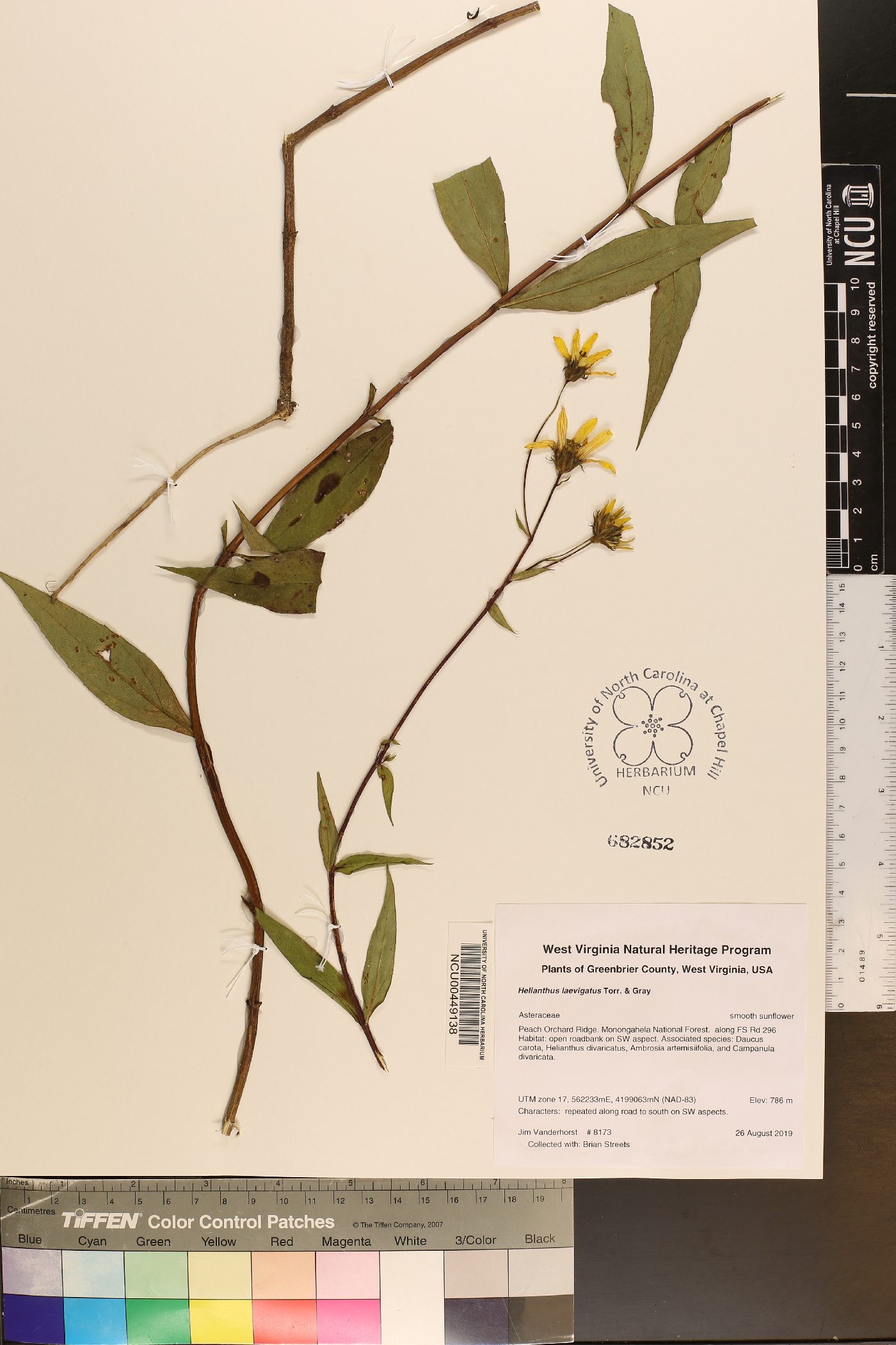 Helianthus laevigatus image