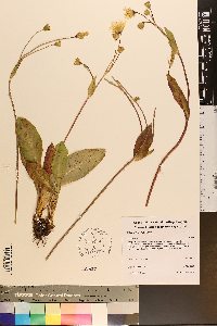 Krigia biflora image