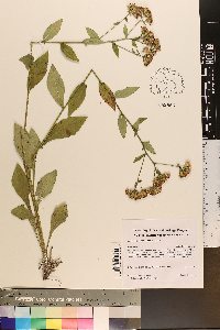 Sericocarpus asteroides image