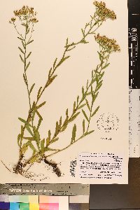 Sericocarpus linifolius image