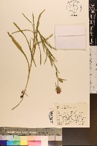 Liatris squarrosa image