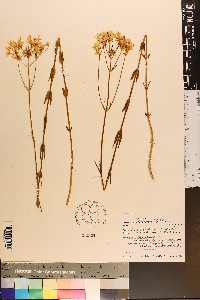 Sabatia difformis image