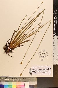 Xyris difformis image