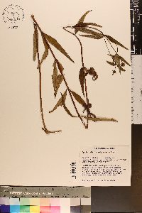 Helianthus laevigatus image