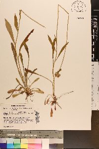 Marshallia obovata image