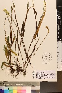 Solidago stricta image