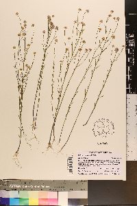 Polygala mariana image