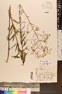 Brickellia eupatorioides image