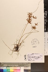 Cyperus bipartitus image