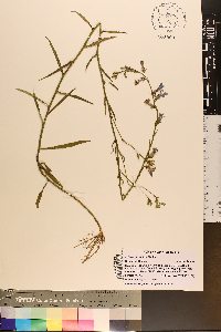 Lobelia glandulosa image