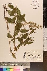 Eupatorium semiserratum image