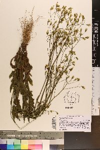 Crepis pulchra image