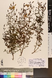 Rhexia mariana var. exalbida image