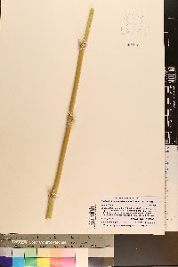 Phyllostachys aurea image