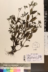 Cynoctonum mitreola image