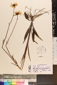 Helianthus heterophyllus image