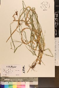 Rhynchospora caduca image