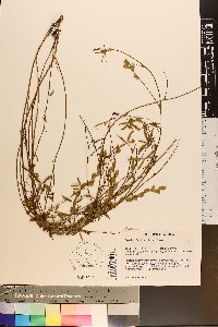 Zornia bracteata image