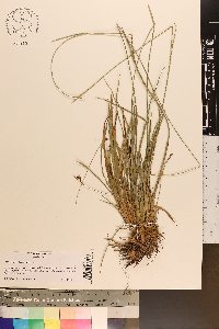 Rhynchospora baldwinii image